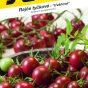 3246_Rajče-tyčkové-SUNCHOCOLA-F1-2