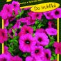 9454_petúnie-PURPLE-VELVET-2
