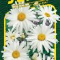 9830_kopretina-SHASTA-DAISY-2