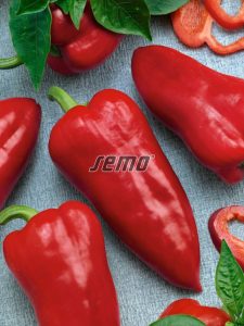 2526-semo-zelenina-paprika-rocni-raduza2