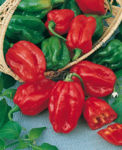 2559-semo-zelenina-paprika-rocni-habanero-red2