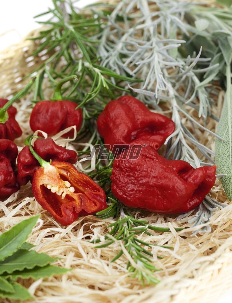 2570-semo-zelenina-paprika-rocni-carolina-reaper-2