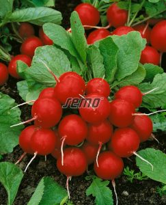 3402-semo-zelenina-redkvicka-granat2