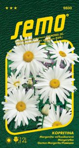 9830_kopretina-SHASTA-DAISY-2