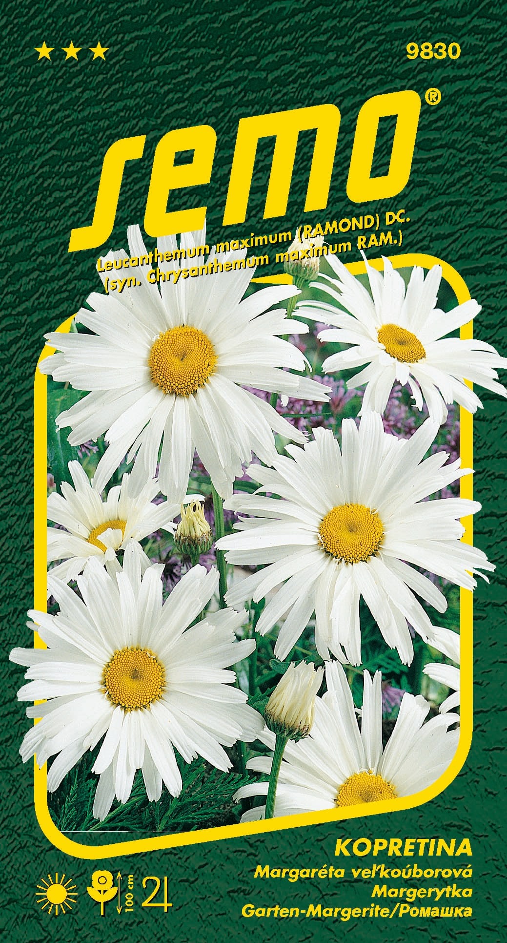 9830_kopretina-SHASTA-DAISY-2