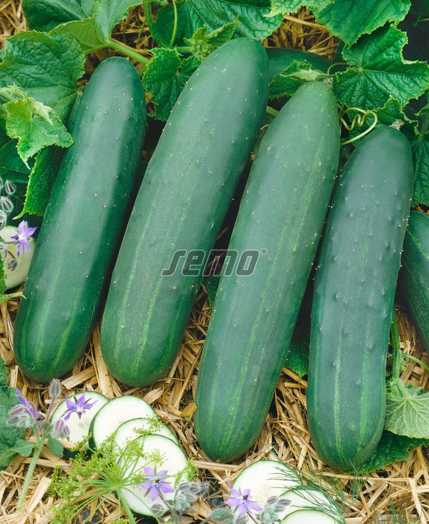 hzecat-2400-semo-zelenina-okurka-seta-salatova-perseus hzecat-2400-semo-zelenina-okurka-seta-salatova-perseus