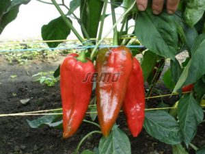 p2539-semo-zelenina-paprika-rocni-radmila-f1