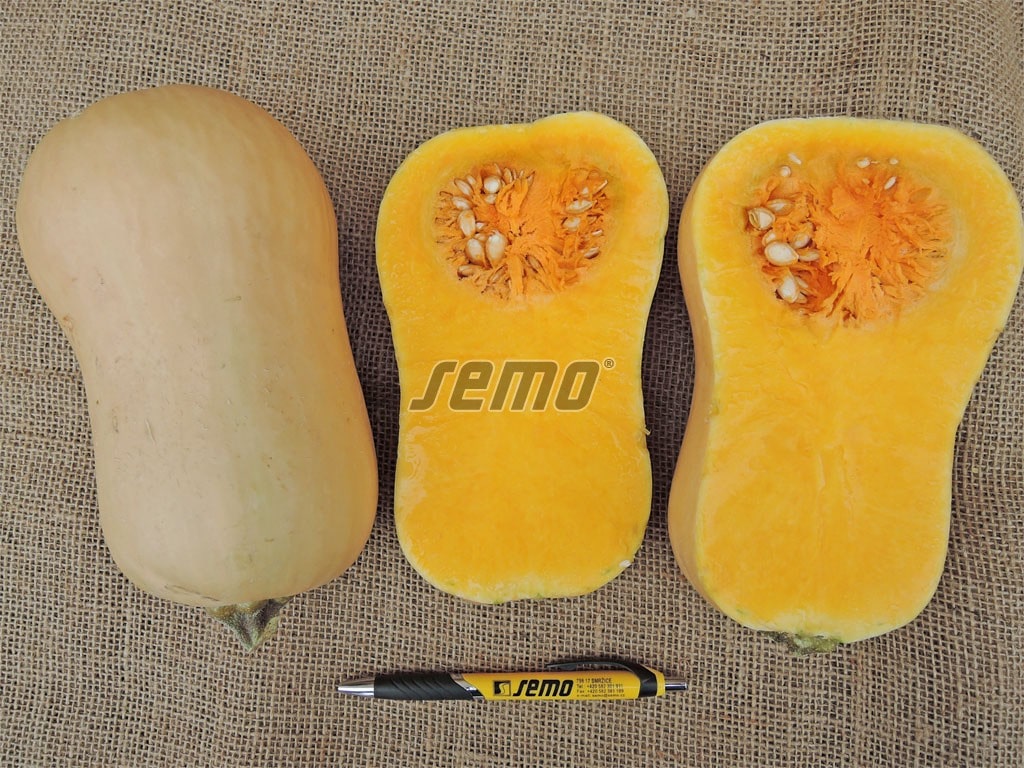 p4053-semo-vegetable-winter-squash-laura-2