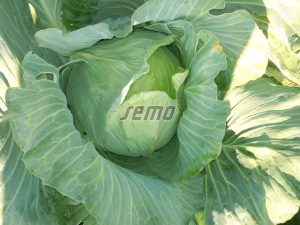 p4225-semo-vegetable-cabbage-polar1