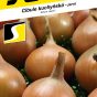 0526-Cibule-AENEUS-F1